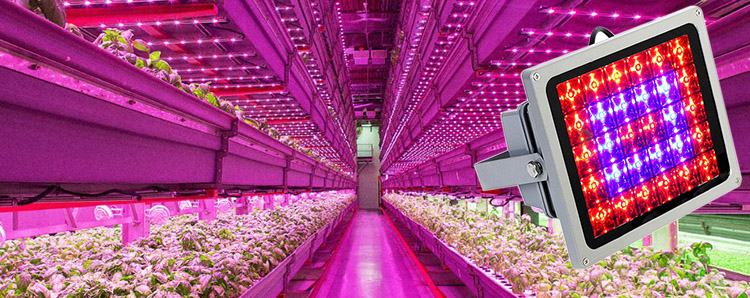 LED Grow Lights